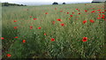 Poppies, Thornton le Dale, Yorkshire in YO18 7QR