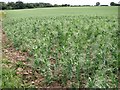 Field peas by Armighall Wood in NR14 8SH