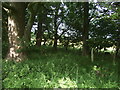 Strip woodland near Humbie Farm in EH29 9FA