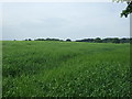 Crop field, near Humbie Farm in EH29 9FA