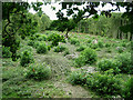 Clearing in Little Bentleyhall Wood in CO7 8SD