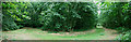 Footpath and ride within Little Bentleyhall Wood in CO7 8SD