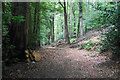 Forestry track in Heddon Wood in TA4 4BN