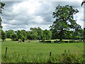Cattle, Stanford Park in Westrill and Starmore
