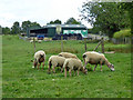 Sheep, Shearsby in LE17 6PD
