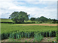 Wheat field west of Arnesby Road in LE8 8AQ
