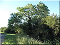 Small tree by Bedford Road, Sharnbrook in MK44 1NG
