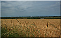Fields of barley off Saughall Massie Road in CH48 6HB