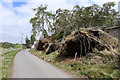 Fallen trees, Grotaig in IV63 6XH