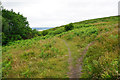 Footpaths above Crowcombe Park in TA4 4AD