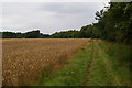 Wheat, track, and woodland near Leziate in PE32 1HF