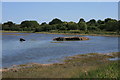 Derelict Boats in St Osyth Creek in CO16 8JG