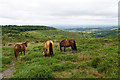 Ponies on Wills Neck in TA4 3HF