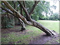 Stunted trees in Hylands Park in RM11 1NT