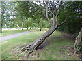 Stunted tree in Hylands Park in RM11 1NT