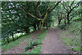 Path in Bagborough Plantation in TA4 3EG