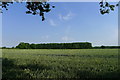 Green wheat and Easton Wood in NG33 5JP