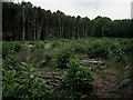 Coppicing in action at ground level in CO7 8SD
