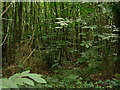 Signs of a well-managed woodland in CO7 8SD