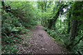 Woodland path above Triscombe in TA4 3HE