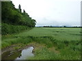 Wheatfield on Crudgington Moor in TF6 6EE