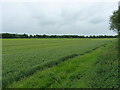 A field of wheat in TF6 6EE