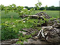 Wild rose growing on a dead tree-trunk in TF6 6EE