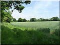 Wheat field north of The Dairy Farm in B46 2QL