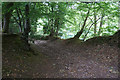 Wooded track to Holford in TA5 1SH