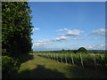 Vineyard next to the Pilgrim's Way in TN16 2DU