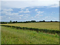 Field of wheat in CO10 8LZ