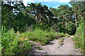 Path on Oxshott Heath in KT11 2EY