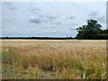 Field of barley in Flempton