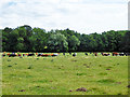 Cattle, Meadow Farm in IP28 6HA