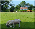 Cattle and sheep at Little Massingham in PE32 2JU