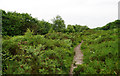 Bridleway above Rectory Wood in TA5 1HR