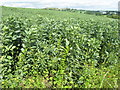 Field beans at Liberton in EH16 6JX