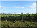 Vineyard near the Pilgrim's Way in TN16 2DU