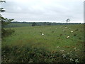 Grazing near Carribber Mill in EH49 6QE