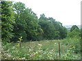 Woodland near the Cauld Burn in EH49 6JW