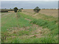 Field boundary near Kirton in DN21 4LD