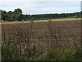 View west across ploughed field towards Up Wood in Matlask