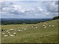 Sheep on the slopes of Inkpen Hill in RG17 9QJ