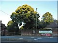 Large tree at the entrance to Broadlands Estate, Romsey in SO51 8AJ
