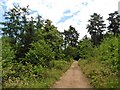 Track, through Rowdon End Covert in EX11 1LU