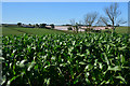 Mid Devon : Crop Field in EX17 6HN