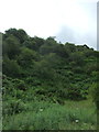 Wooded hillside, Meigle in TD1 3AJ