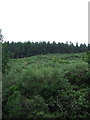 Woodland above the A72, Innerleithen in Tweeddale East Ward
