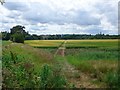 Footpath through the corn in PE28 0HA