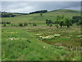 Rough grazing towards the Eddleston Water in EH45 8PE